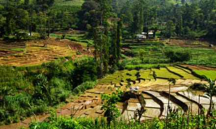 Oxfam testet erfolgreich Mikroversicherung auf Blockchain-Basis für Reisbauern