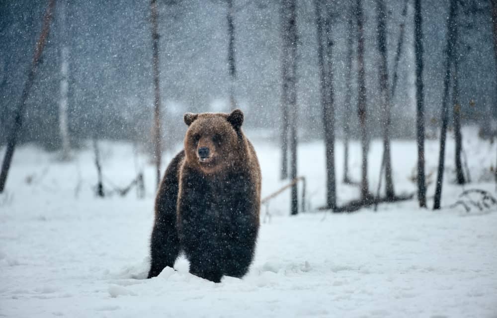 Bitcoin-Kurs: Als die Bullen den Wald verließen – Die Lage am Mittwoch