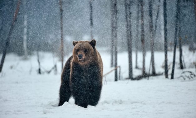 Bitcoin-Kurs: Als die Bullen den Wald verließen – Die Lage am Mittwoch