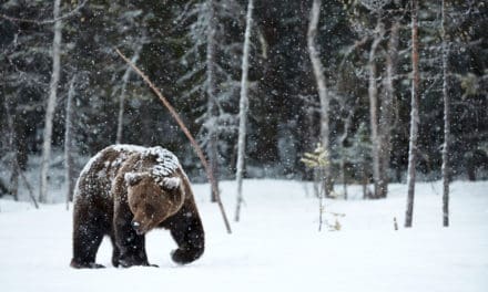 Bitcoin-Kurs-Sturz: Gründe für den Bärenmarkt