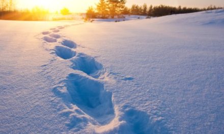 Bitcoin-Kurs: Den Bullen auf der Spur – Die Lage am Mittwoch