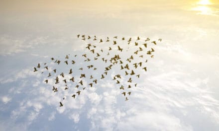 Adaption: Ripples Ökosystem wächst in Brasilien