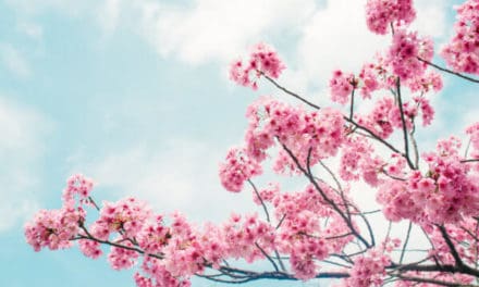 My Two Sats: Was Bitcoin wert ist: Realized Market Cap auf Allzeithoch