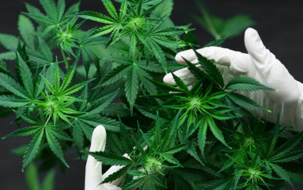 Cannabis-Industrie: US-Bundesstaat Vermont kontrolliert Cannabis-Qualität per Blockchain