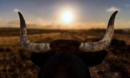 Ländervergleich: Europas Streben nach Dezentralität