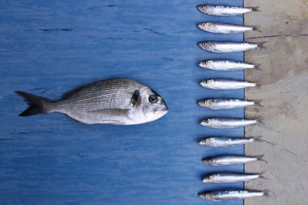 Gesamtmarktanalyse: Bitcoin drängt Altcoins an den Rand