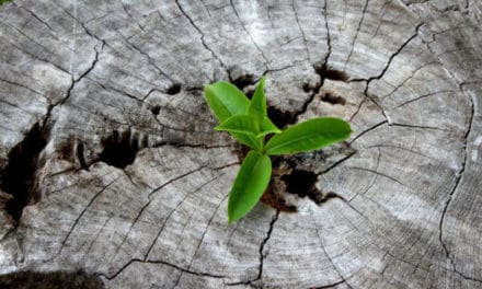 KPMG Bericht: Bitcoin: Ökosystem braucht ein gesundes Wachstum!