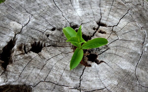 KPMG Bericht: Bitcoin: Ökosystem braucht ein gesundes Wachstum!