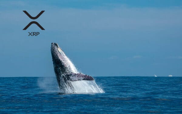 Whale Watching: Wale bewegen große Mengen XRP