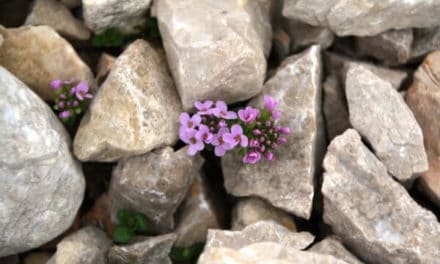 Gemeinsam Hoffnung schenken: Die Rolle von Bitcoin-Enthusiasten in der Corona-Krise