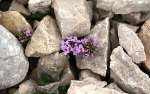 Gemeinsam Hoffnung schenken: Die Rolle von Bitcoin-Enthusiasten in der Corona-Krise