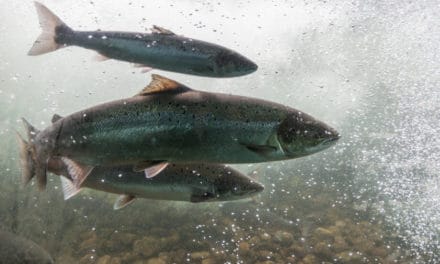 Norwegischer Lachs auf IBM Blockchain