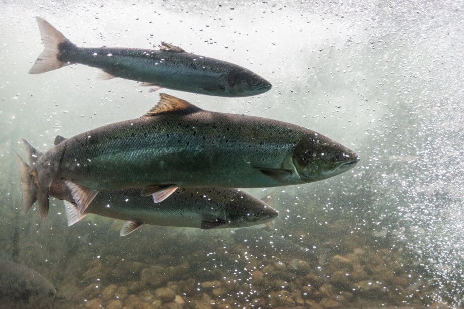 Norwegischer Lachs auf IBM Blockchain