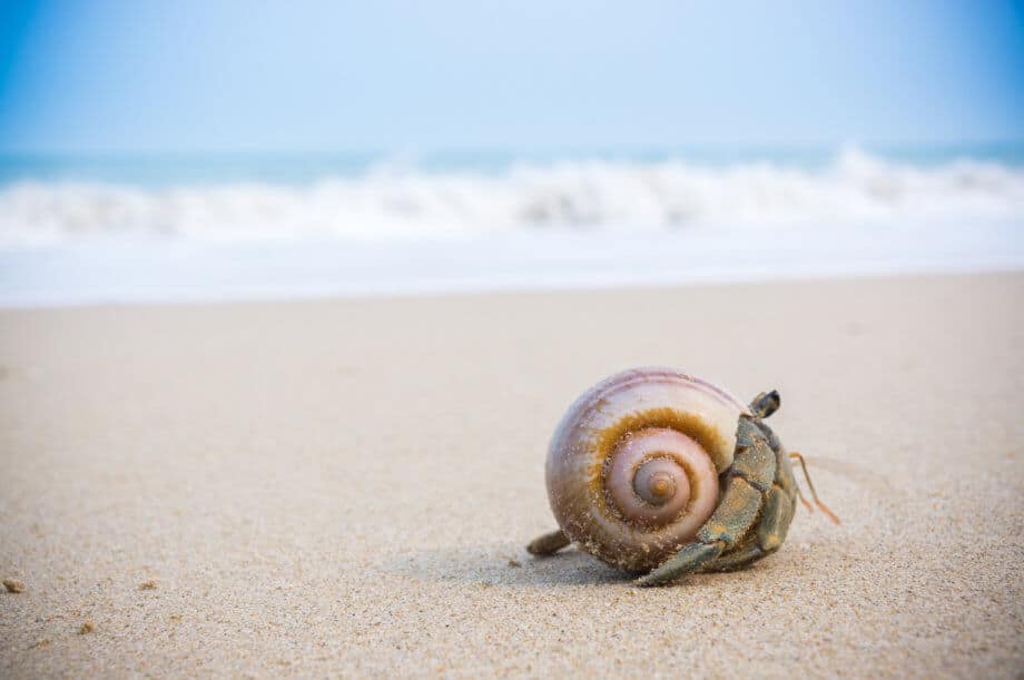 Bitcoins Krebsgang lässt Altcoins profitieren