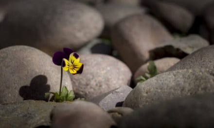 Hacker-Angriff auf Lendf.Me