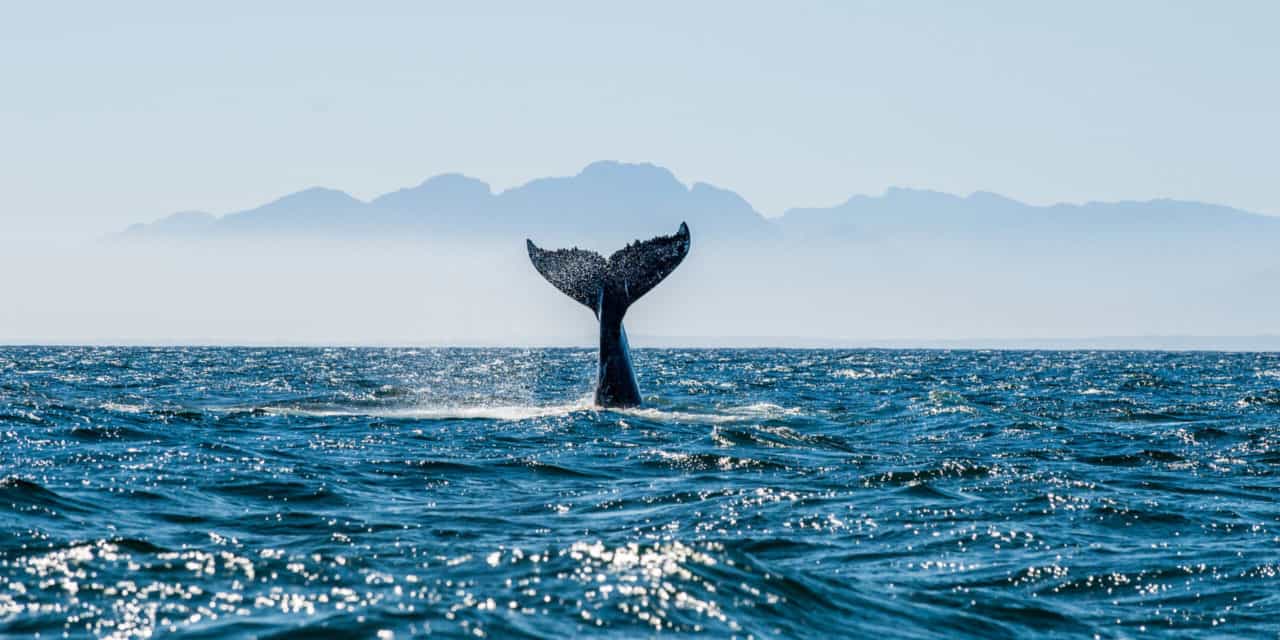 Whale Watching: Ripple-Mitgründer verkauft Millionen von XRP