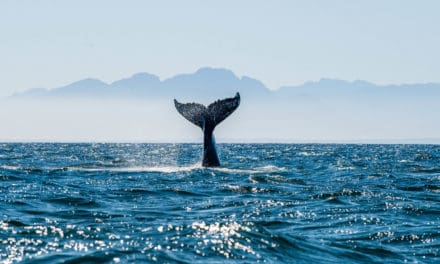 Whale Watching: Ripple-Mitgründer verkauft Millionen von XRP