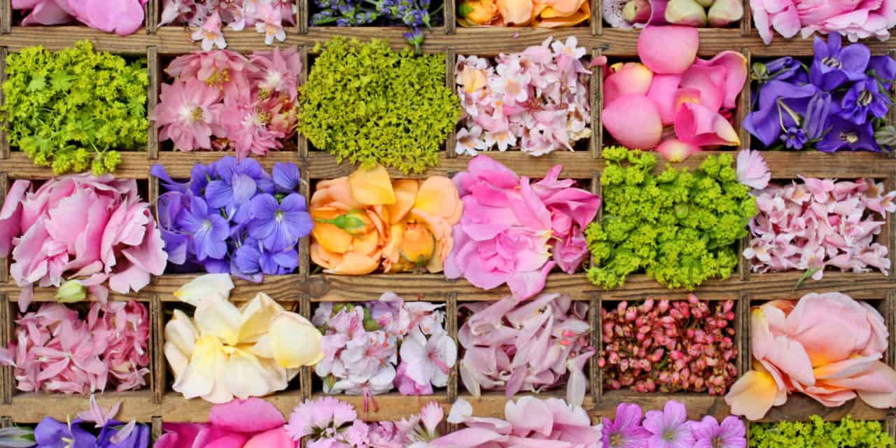 Polkadot: Die „größte Wette gegen Blockchain-Maximalismus“ ist live