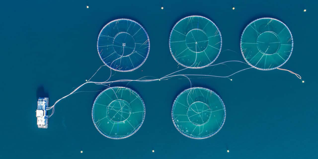 Lachs auf der Kette: Norwegischer Hersteller baut auf IBM-Blockchain