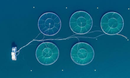 Lachs auf der Kette: Norwegischer Hersteller baut auf IBM-Blockchain