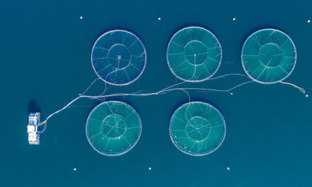 Lachs auf der Kette: Norwegischer Hersteller baut auf IBM-Blockchain