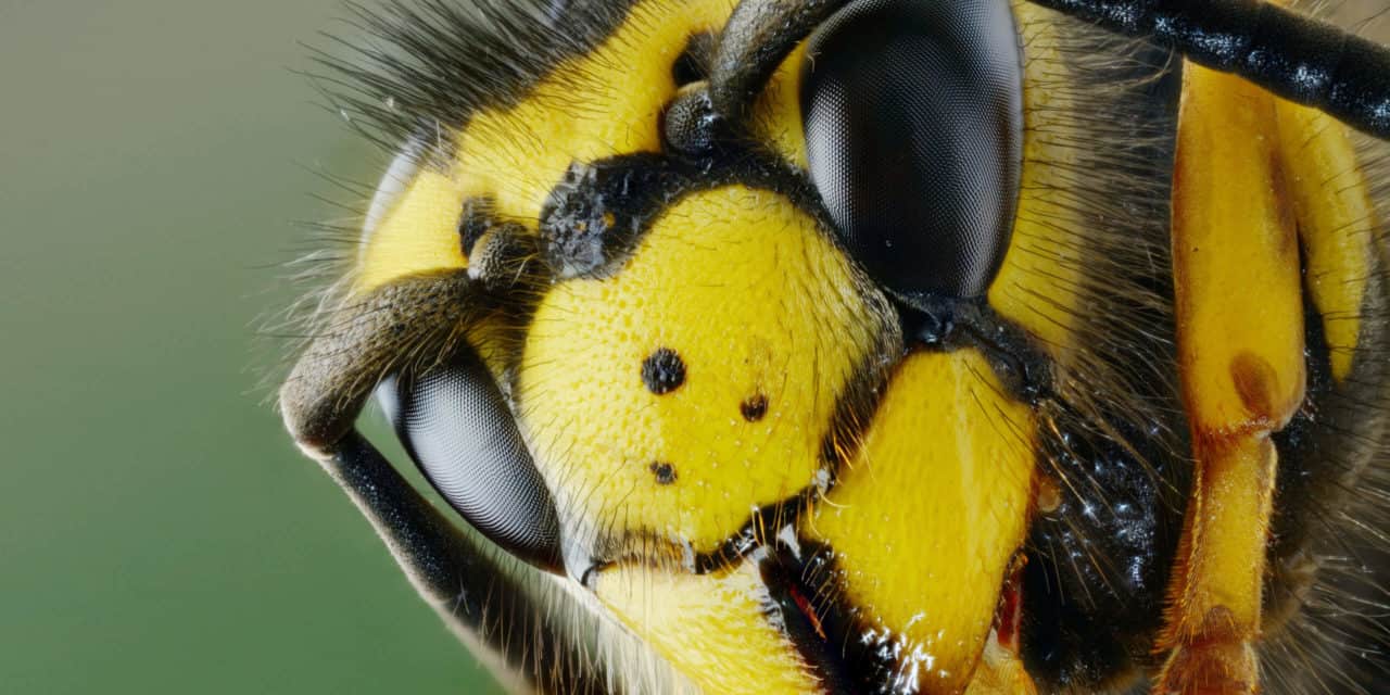 IOTA 1.5 mit über 1.000 TPS? Stresstest im Hornissennest