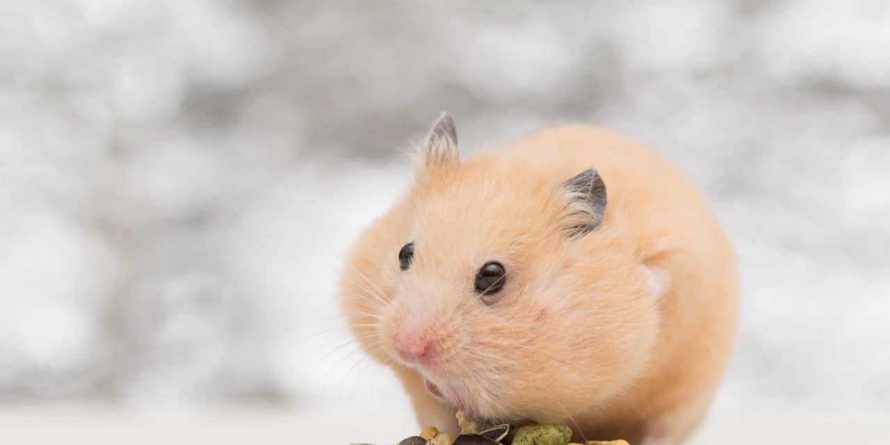 Schub für Bitcoin-Kurs (BTC)? Miner und Anleger in Hodl-Laune