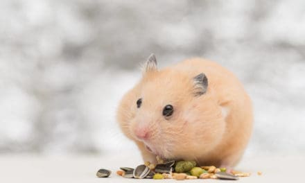 Schub für Bitcoin-Kurs (BTC)? Miner und Anleger in Hodl-Laune