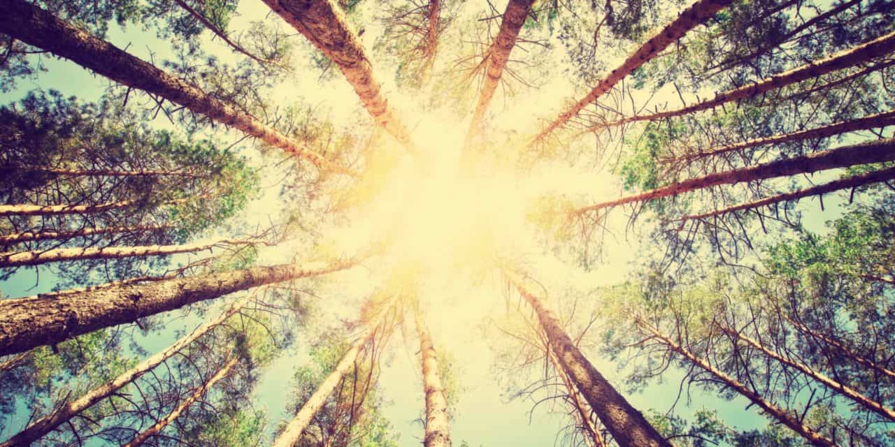 Das DeFi-Duell: Dezentrale Kreditplattform Compound überholt MakerDAO