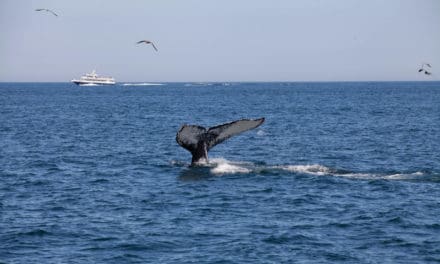 PlusToken: Mutmaßlicher Bitcoin-Betrug bewegt Token in Millionenhöhe