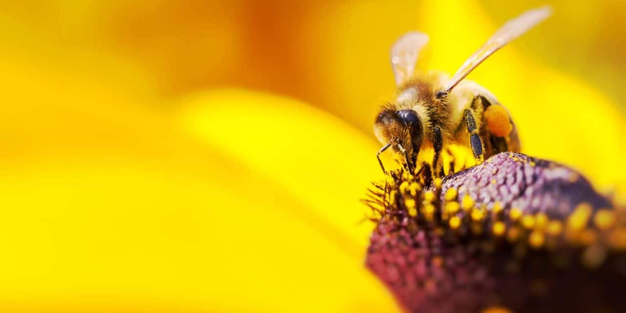 Pollen, Nectar, Honey: IOTA will mehr Ordnung schaffen
