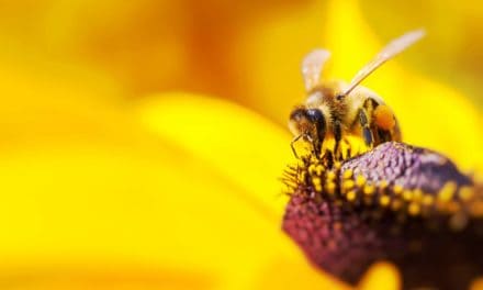 Pollen, Nectar, Honey: IOTA will mehr Ordnung schaffen
