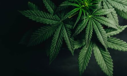 Cannabis: Neue Freihandelszone auf Blockchain-Basis in Südkorea