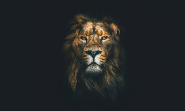 Expansion nach Japan: Krypto-Browser Brave vermeldet Partnerschaft mit bitFlyer