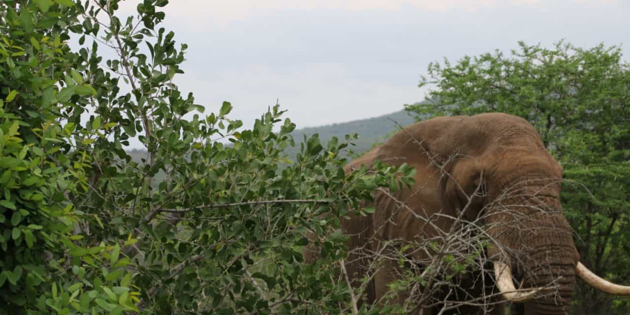 Bitcoin-Kurs (BTC) zieht an: Ist das der Halving Bullrun?