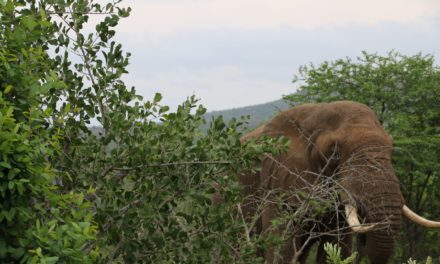 Bitcoin-Kurs (BTC) zieht an: Ist das der Halving Bullrun?