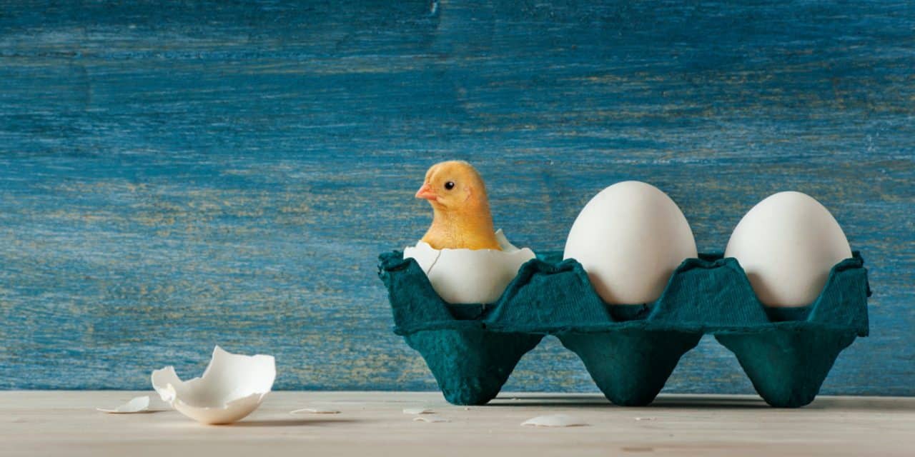 Cardano-Update: Shelley Hard Fork steht unmittelbar bevor