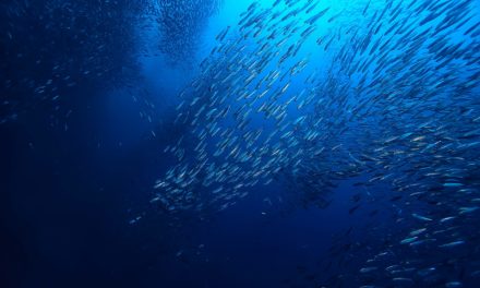 Curve: Handelsvolumen steigt in zwei Monaten um das 50-fache