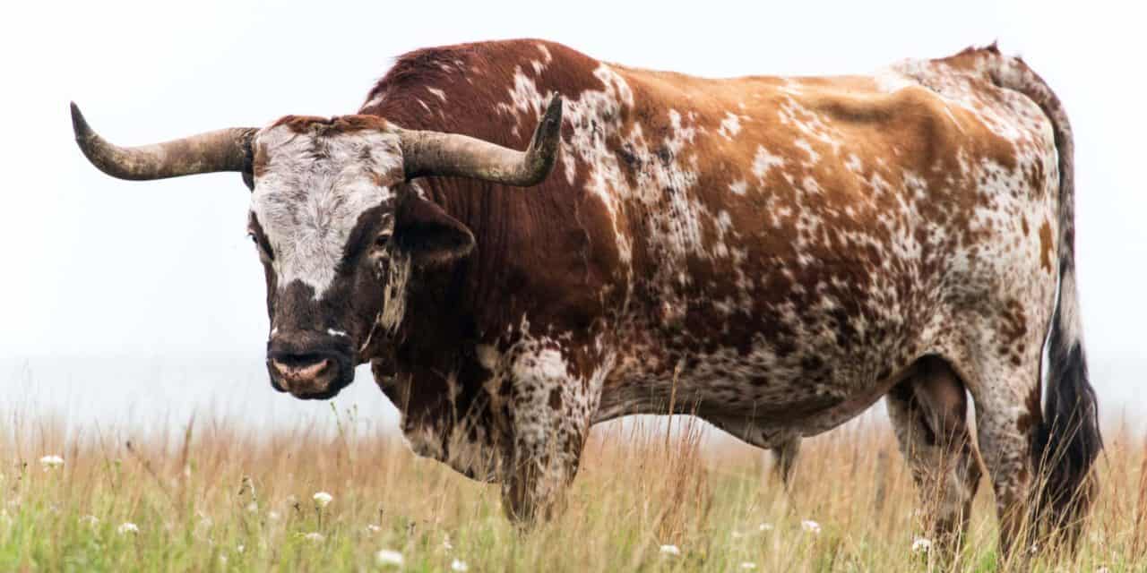 Bitcoin auf Jahreshoch: Stimmen zum Bull Run 2020