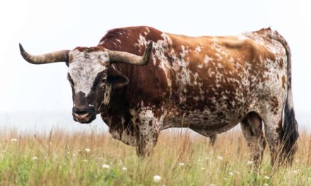 Bitcoin auf Jahreshoch: Stimmen zum Bull Run 2020