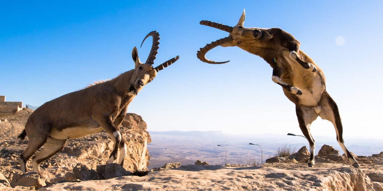 Ripple-CTO verteidigt XRP „Dumping“ gegenüber Adam Back