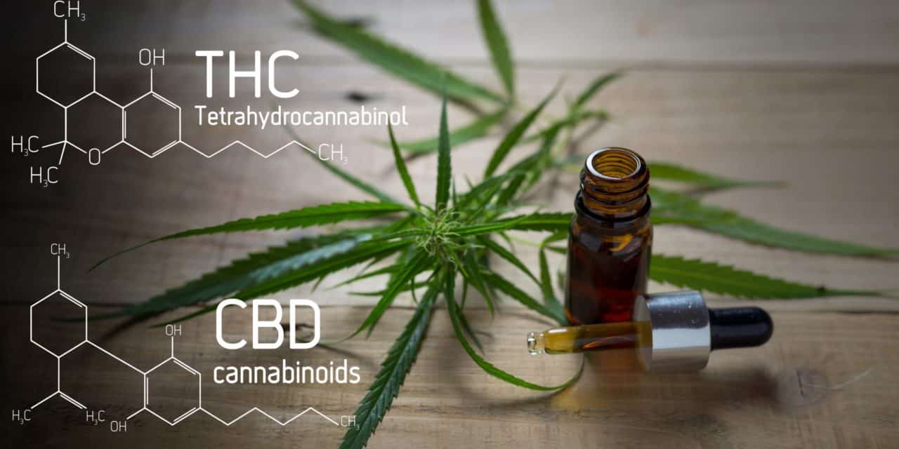 Niederländisches Konsortium bringt CBD auf die Blockchain