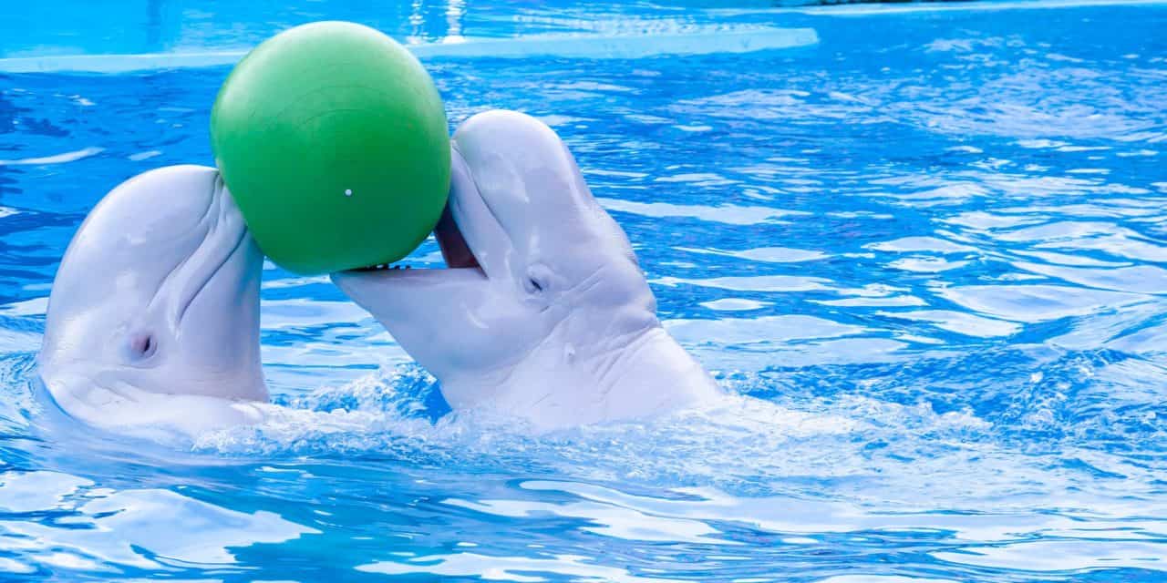 Transaktionsvolumen auf Allzeithoch: Wale spielen mit Bitcoin