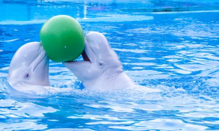 Transaktionsvolumen auf Allzeithoch: Wale spielen mit Bitcoin