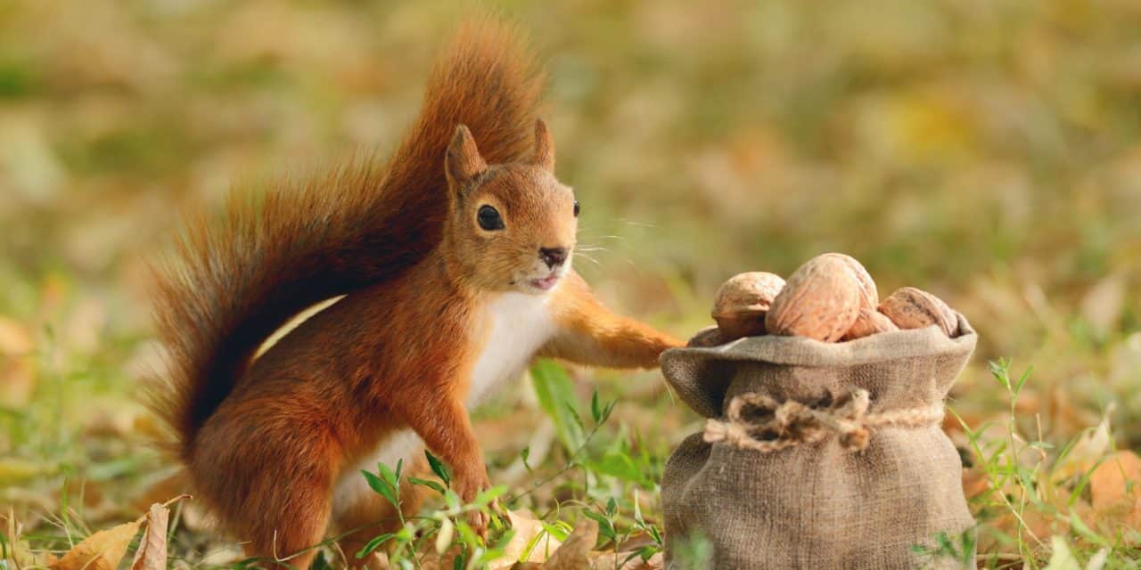 MicroStrategy findet Nachahmer: Bitcoin-Rücklagen immer populärer