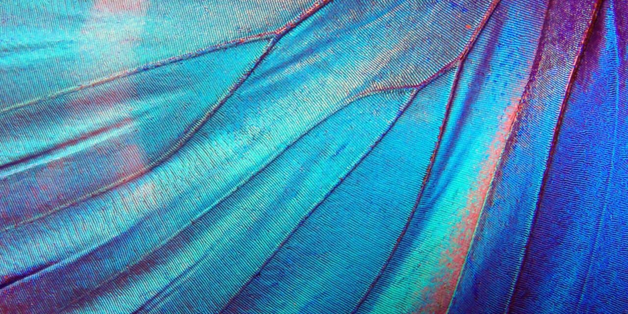 Ein neuer Anlauf für DeFi: Wing startet mit innovativem Geschäftsmodell