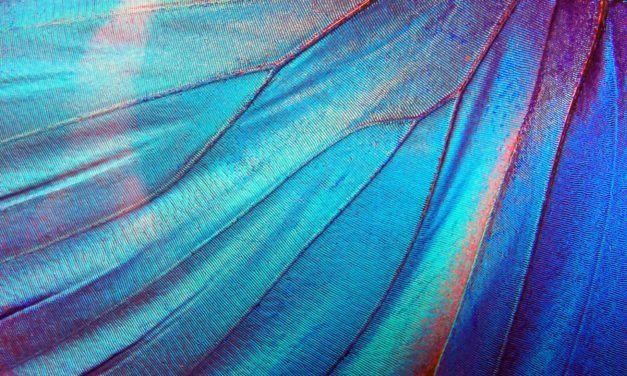 Ein neuer Anlauf für DeFi: Wing startet mit innovativem Geschäftsmodell