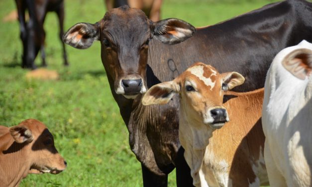 Krypto-Investition in Kühe: CV VC unterstützt Finka Token