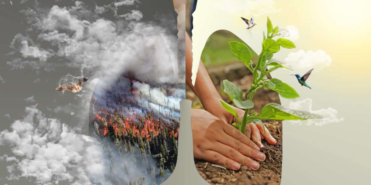 Regenwald im Amazonas: mit Blockchain gegen die Abholzung