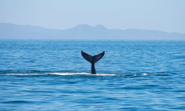 Wale spülen Bitcoin (BTC) nach oben